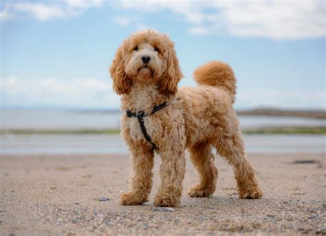 What Health Problems Do Cockapoo Have