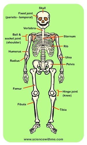 Human Body Bones Diagram For Kids Human Skeleton For Kids Skeletal
