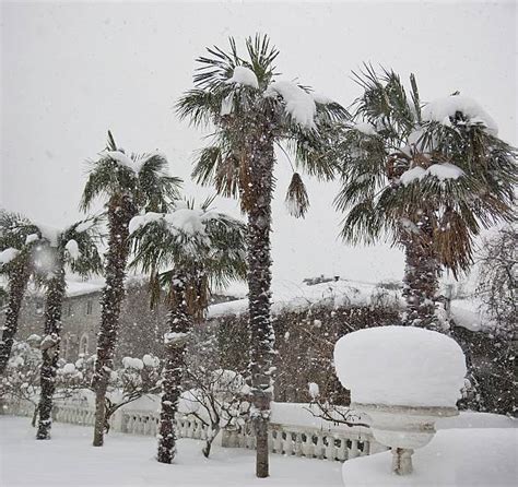 2700 Palm Trees With Snow Stock Photos Pictures And Royalty Free