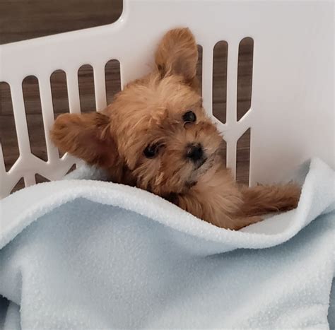 We treat all of our puppies as if they are preparin. Morkie Puppies For Sale | Virginia Beach, VA #329878