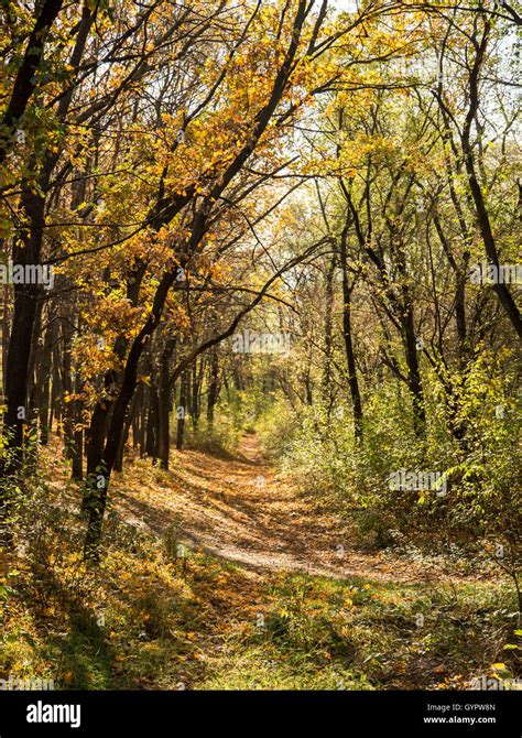 Pathway In The Autumn Forest Stock Photo Alamy