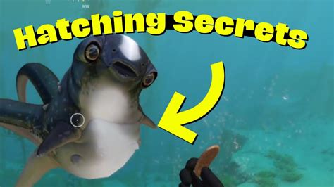 How To Hatch Cuddlefish Eggs Subnautica Final Episode Youtube