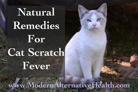 Many natural methods deal with prevention (vacuuming, regularly washing bedding, and so on) but there are a few that you can take immediate action with. Natural Remedies for Cat Scratch Fever - Modern ...