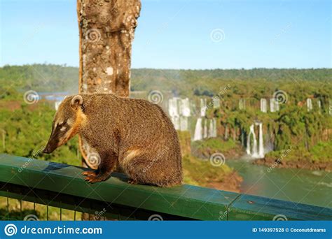 Raccoon Like Creatures Called Coati Found At Iguazu Falls National Park