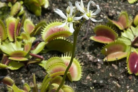 To be suitable for carnivorous plants, all of the soil's ingredients must be free of minerals and fertilizer. Should Your Venus Fly Trap Flower? Drawbacks to Your Plant ...