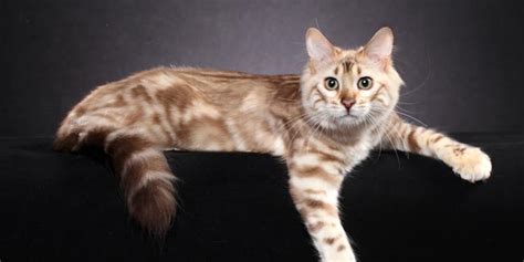 Must be adopted with grady, 2 year old neutered male as. Long Haired Bengal (Cashmere): Information & Overview ...