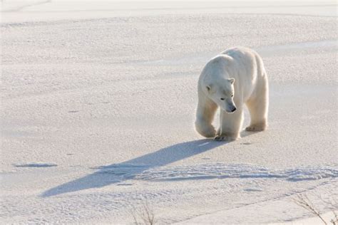 Polar Bear And Arctic Wildlife Cruise In Svalbard