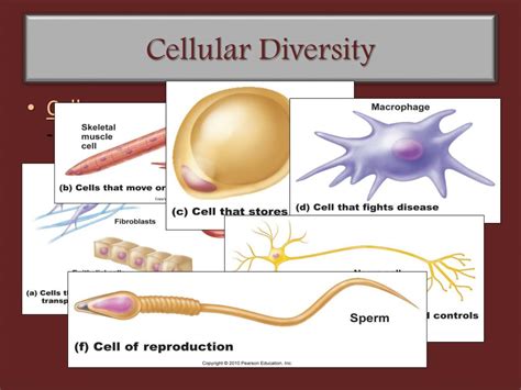 Ppt Ch 3 Cells The Living Units Powerpoint Presentation Free