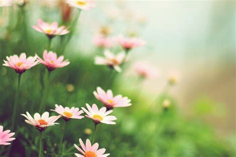Choose from 170000+ flower graphic resources and download in the form of png, eps, ai or psd. Margaret Flowers Stock Photo - Download Image Now - iStock