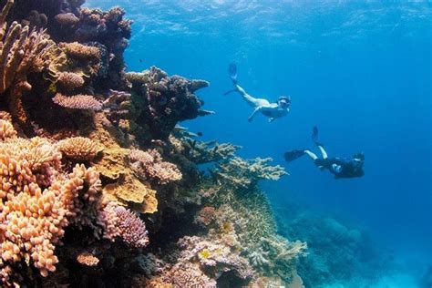 Full Day Snorkel On The Great Barrier Reef Cruise From Airlie Beach 2024