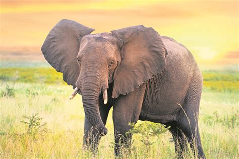 Census To Shed Light On Elephant Population In Southern Africa News24