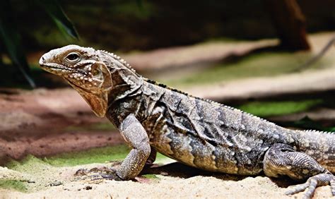 Reptil Lagarto Animales Foto Gratis En Pixabay