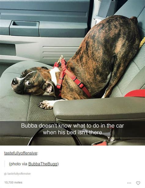 These Hilarious Dog Posts On Tumblr Wont Live You