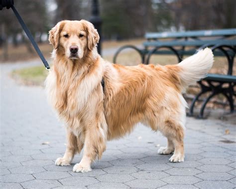 Akc golden retriever puppies available, upstate new york, grandfather is canadian american champion happy acres lone star, champion lines including ha… ten beautiful golden retriever puppies. Roger, Golden Retriever (4 y/o), Central Park, New York ...
