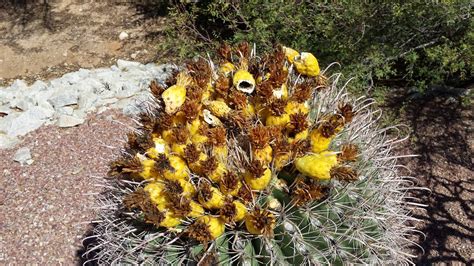 Does it matter at all how you water your cactus? The Burrow: Happy April, Garden Lovers