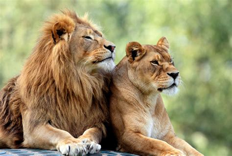 Considere A Palavra Felino