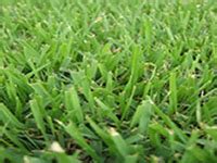 We did not find results for: Raleigh Zoysia Sod Prices | Cary, Fuquay | NC Sod & Mulch