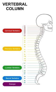 You have trouble standing or walking. Bulging Discs