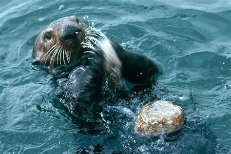 Sea Otters And Other Animals Leave Evidence Of Their Tool Use That Can