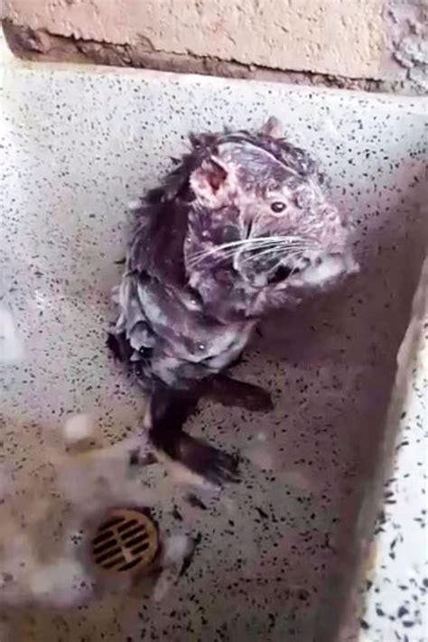 Tiny Rat Scrubs Itself As It Takes Shower Exactly Like A Human To Get