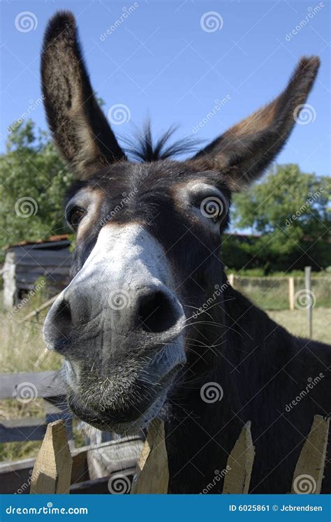 Funny Donkey Stock Image Image Of Holiday Funny Donkey 6025861