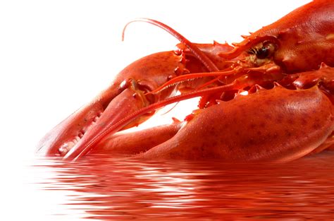 Lobster Crustacean Food Seafood Background Meat Gourmet Cuisine