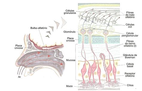 Resumo Sobre Olfato Anatomia Histologia Fisiologia E Semiologia The
