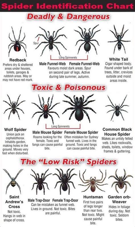 Pin By Russell Demedina On Other Spider Identification Chart Spider