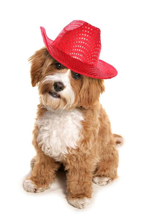 Dog Wearing Cowboy Hat Stock Photo Image Of Cowboy Portrait 2045288