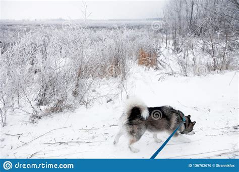 Dog Breed Alaskan Malamute At Walk On Snowy Road Toned Stock Photo