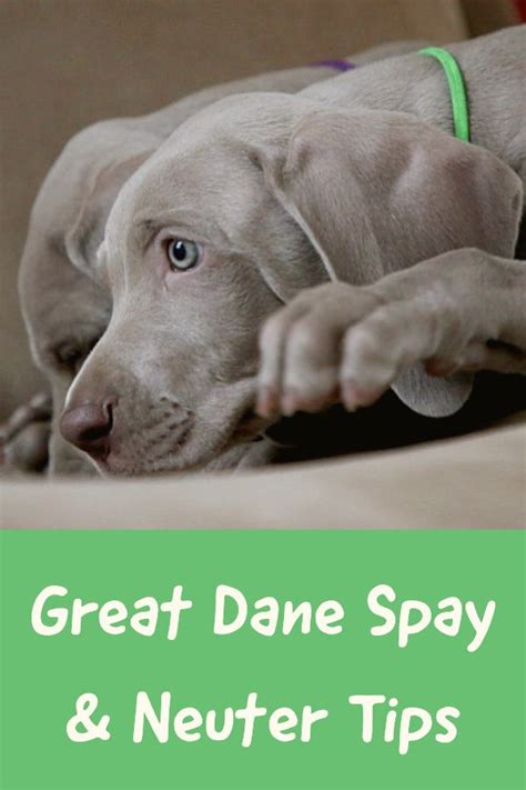 Great Dane Spay Neuter A Helpful Guide For Owners Great Dane Care