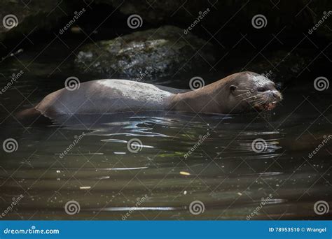 Giant Otter Pteronura Brasiliensis Stock Photo Image Of Carnivore
