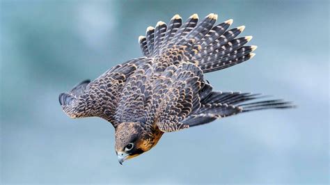 Peregrine Falcon A Dive Fighter The Fastest Animal On The Planet