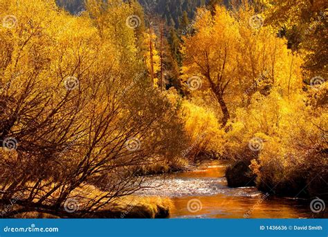 Golden Fall Colors Reflecting Into Stream In The Yosemite Valley Stock