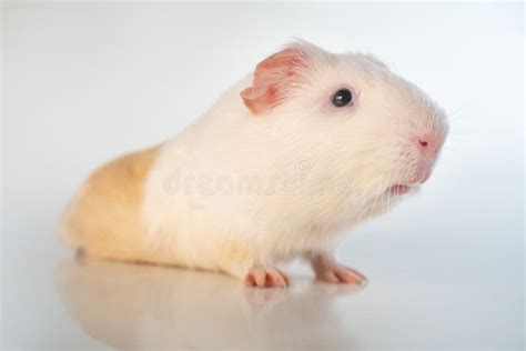 White Guinea Pig Isolated On A White Background Domestic Guinea Pig