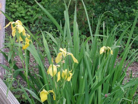 Yellow Iris Or Yellow Flag Iris Iris Pseudacorus 14 Wild Flowers