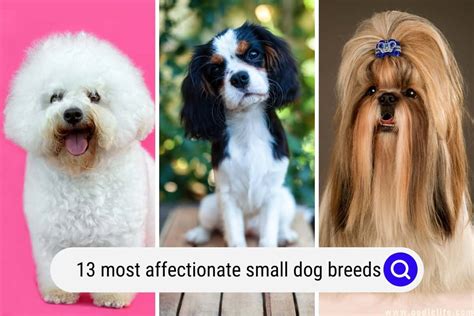 13 Most Affectionate Small Dog Breeds With Photos Oodle Life