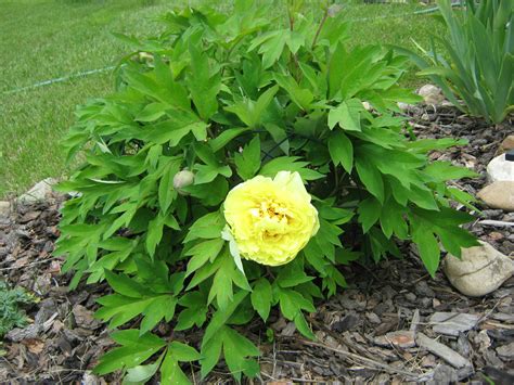 Box (buxus) is a compact and versatile evergreen shrub. Here are pics. of my flower beds (flowers, lawn, growing) - Garden -Trees, Grass, Lawn, Flowers ...