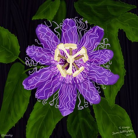 Passion Flower Purple Passion Flower ← A Ornamental Drawing By