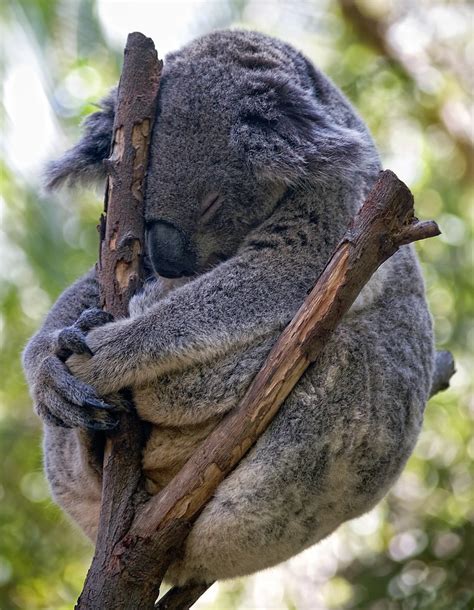 Koala Meditating The Ultimate Koala Photo Koalas Are Am Flickr