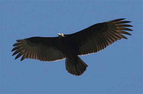 Cathartes Aura The Turkey Vulture