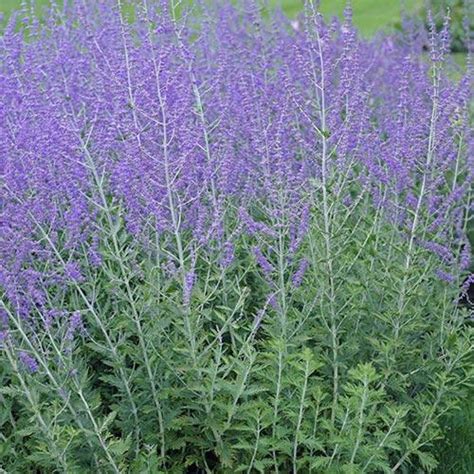 Deze plant is goed te combineren met 'borderplanten', zolang die er niet te dicht op staan. Perovskia Blue Spire - Caragh Nurseries