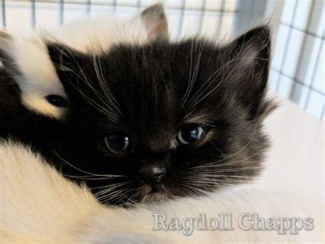 All breeding cats are regularly scanned for hcm by a board certified cardiologist. Black Ragdolls Cat | Ragdolls Cat as Breeders | Can ...
