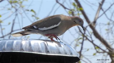 The cottage community takes up less than 1% of the park area and is practically invisible from the air. White-winged Dove at Rondeau