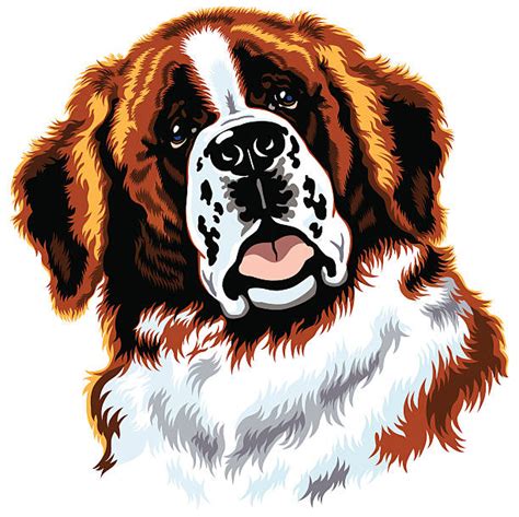 Saint Bernard Illustrations Royalty Free Vector Graphics And Clip Art