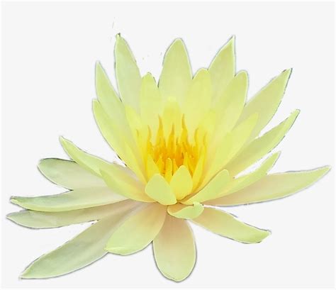 Flower Flowers Yellow Aesthetic Tumblr Png Yellow Aesthetic Sacred Lotus Png Image