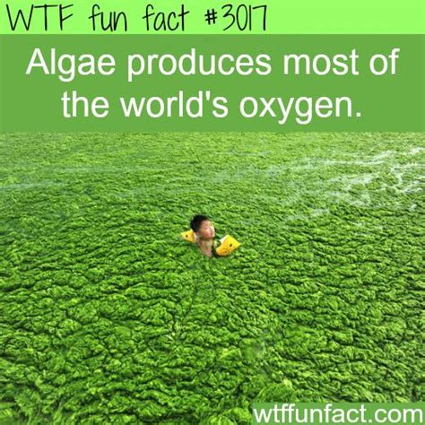 Wtf Facts Page 946 Of 1304 Funny Interesting And Weird Facts