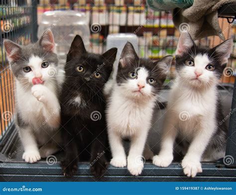 Four Kittens In Cage Pet Store Cat Black White Grey Sitting Cute