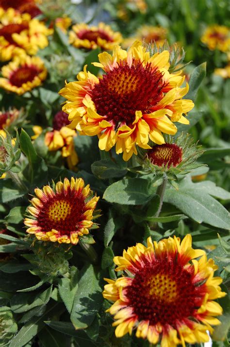 Gaillardia Aristata Gallo™ Yellow Trumpet St Clements Blanket