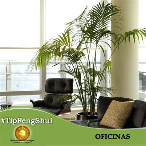 Sin embargo, pueden tener propiedades beneficiosas si se. Feng Shui oficinas. Coloca una planta para suavizar la ...